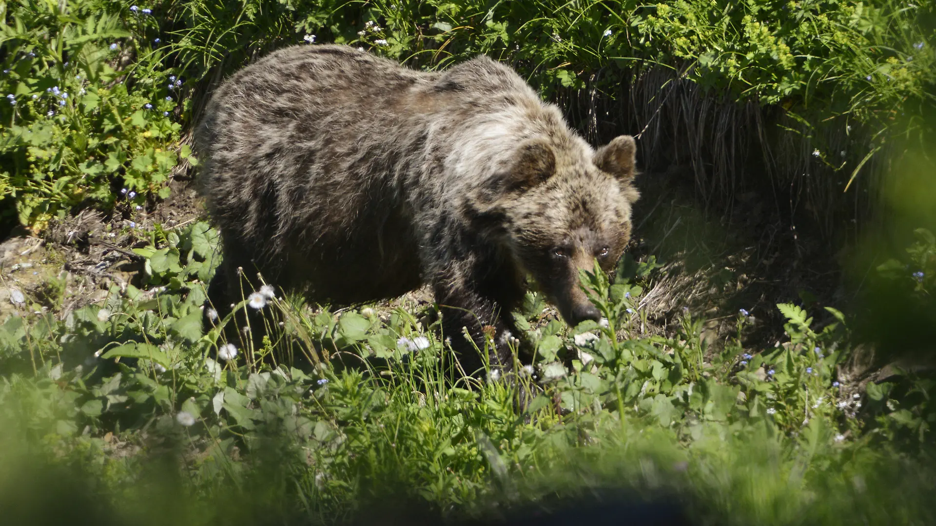 ARCHIV - 21.06.2017, Slowakei, Tatranská Javorina: Ein Braunbär ist im Tal Zadné Me·odoly in Tatranská Javorina unterwegs. In der Slowakei gibt es mehr als tausend frei lebende Braunbären. (zu dpa: «Braunbär verletzt zwei Wanderer in der Slowakei») Foto: Milan Kapusta/tasr/dpa +++ dpa-Bildfunk +++