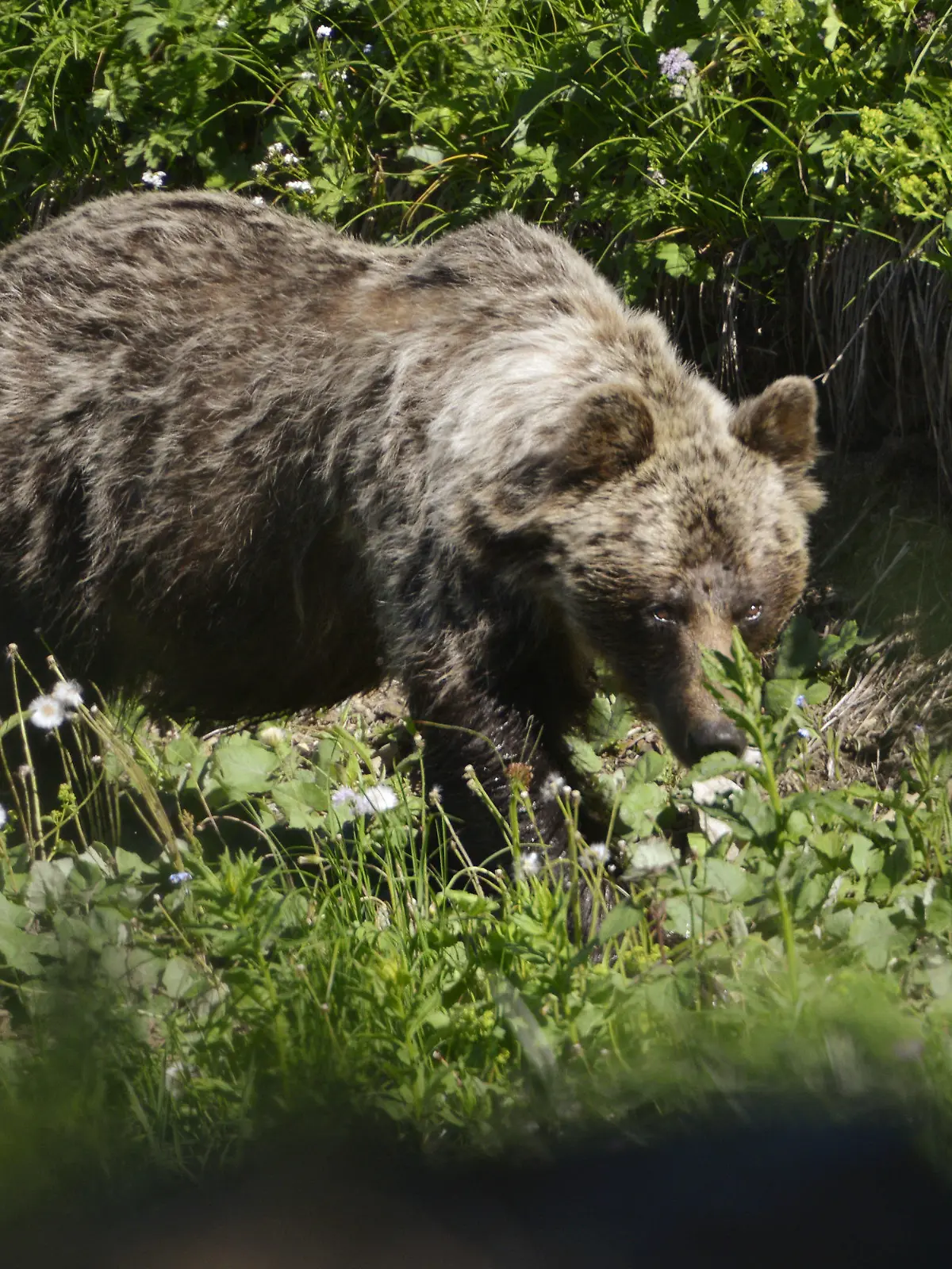 ARCHIV - 21.06.2017, Slowakei, Tatranská Javorina: Ein Braunbär ist im Tal Zadné Me·odoly in Tatranská Javorina unterwegs. In der Slowakei gibt es mehr als tausend frei lebende Braunbären. (zu dpa: «Braunbär verletzt zwei Wanderer in der Slowakei») Foto: Milan Kapusta/tasr/dpa +++ dpa-Bildfunk +++