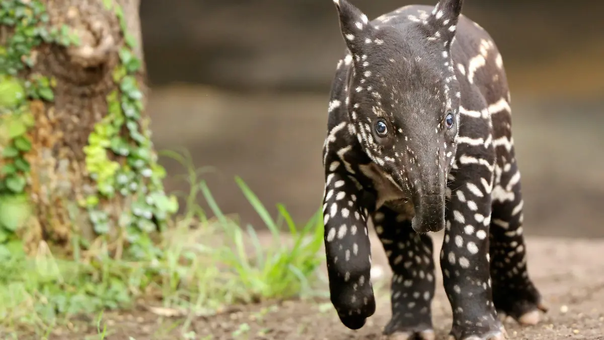 ARCHIV - Der junge Schabrackentapir Baru steht am 27.03.2013 im Gondwanaland im Zoo Leipzig (Sachsen). Foto: Jan Woitas/dpa (zu dpa «Tapir Baru verlässt Zoo Leipzig Richtung Tschechien» vom 03.02.2014) +++(c) dpa - Bildfunk+++