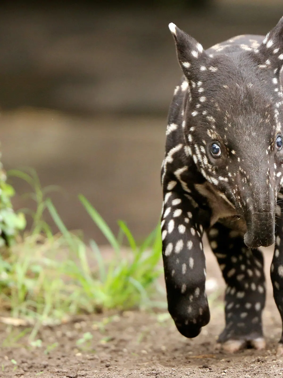 ARCHIV - Der junge Schabrackentapir Baru steht am 27.03.2013 im Gondwanaland im Zoo Leipzig (Sachsen). Foto: Jan Woitas/dpa (zu dpa «Tapir Baru verlässt Zoo Leipzig Richtung Tschechien» vom 03.02.2014) +++(c) dpa - Bildfunk+++