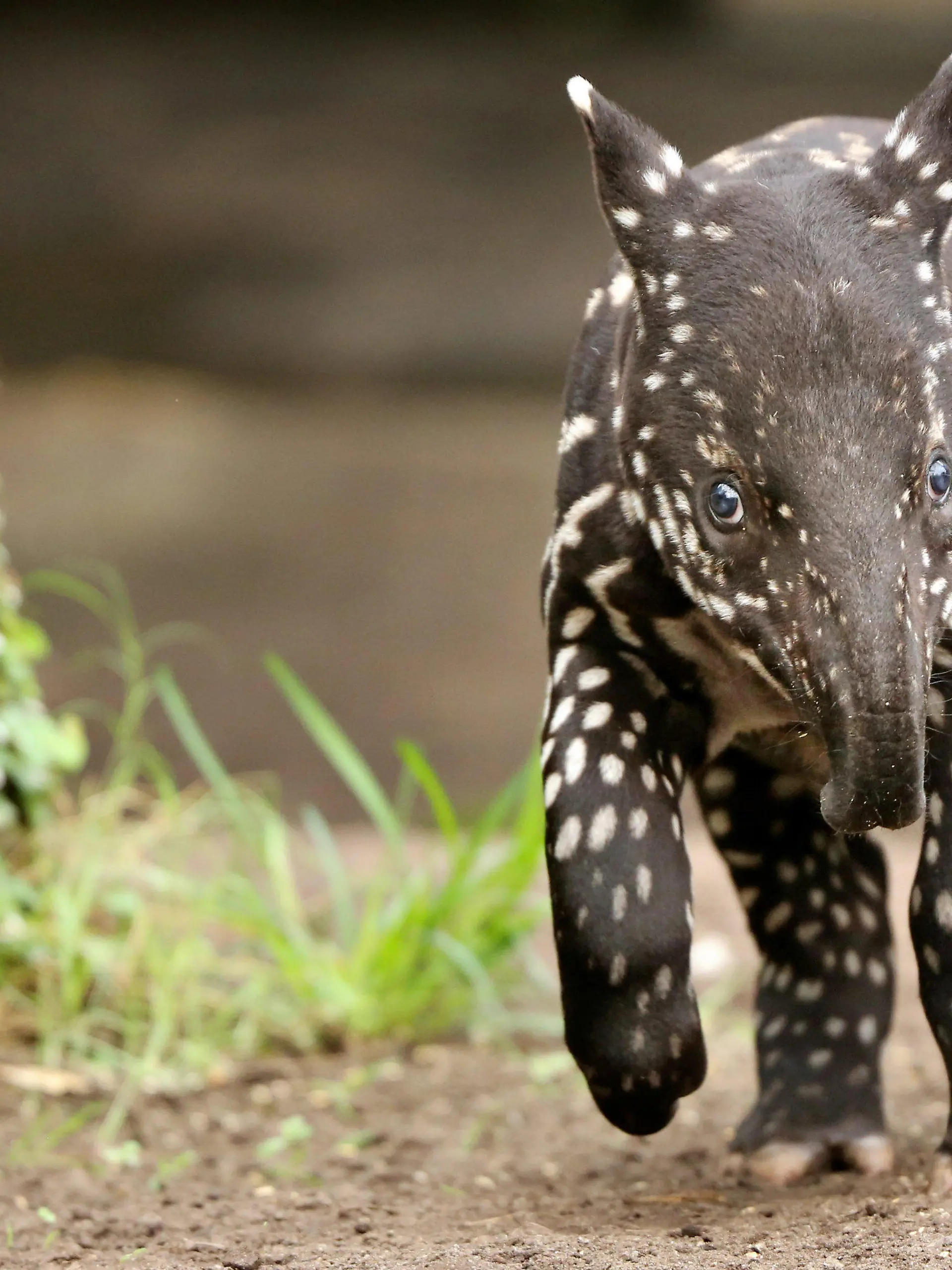 ARCHIV - Der junge Schabrackentapir Baru steht am 27.03.2013 im Gondwanaland im Zoo Leipzig (Sachsen). Foto: Jan Woitas/dpa (zu dpa «Tapir Baru verlässt Zoo Leipzig Richtung Tschechien» vom 03.02.2014) +++(c) dpa - Bildfunk+++