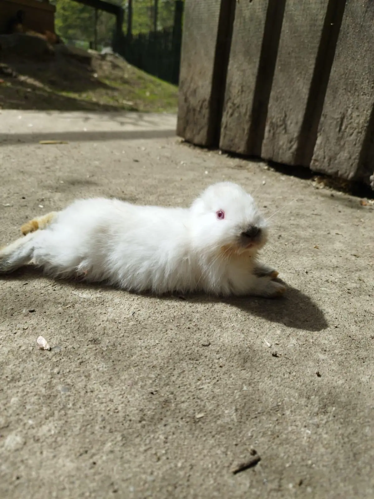 Kaninchen Rüdiger aus dem Hanauer Tierpark hat keine Ohren.