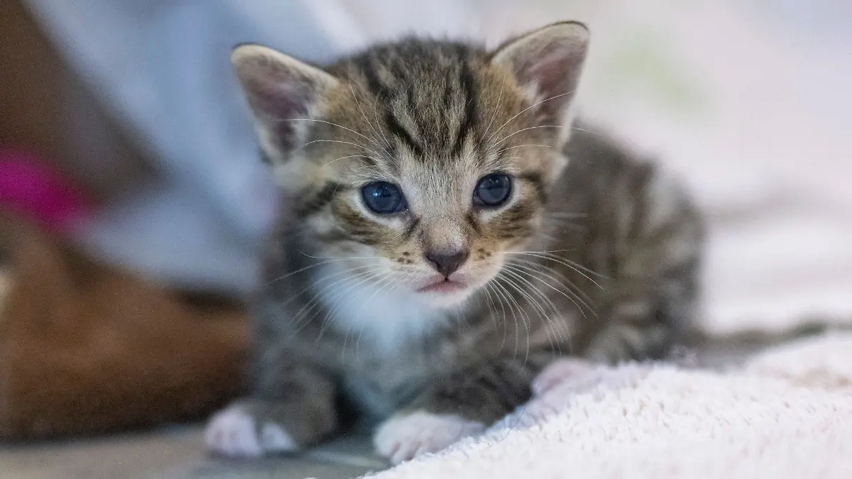 Eine junge Katze liegt in ihrem Gehege in einem Tierheim.