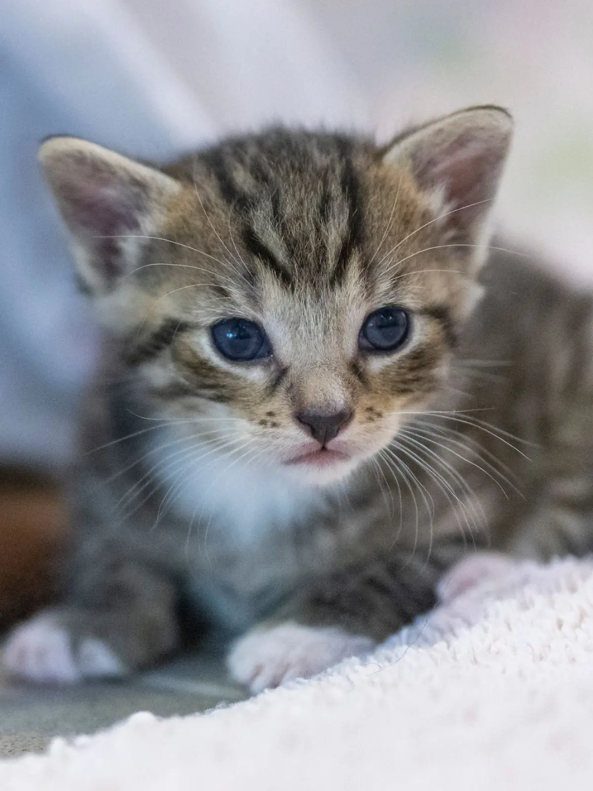 Eine junge Katze liegt in ihrem Gehege in einem Tierheim.