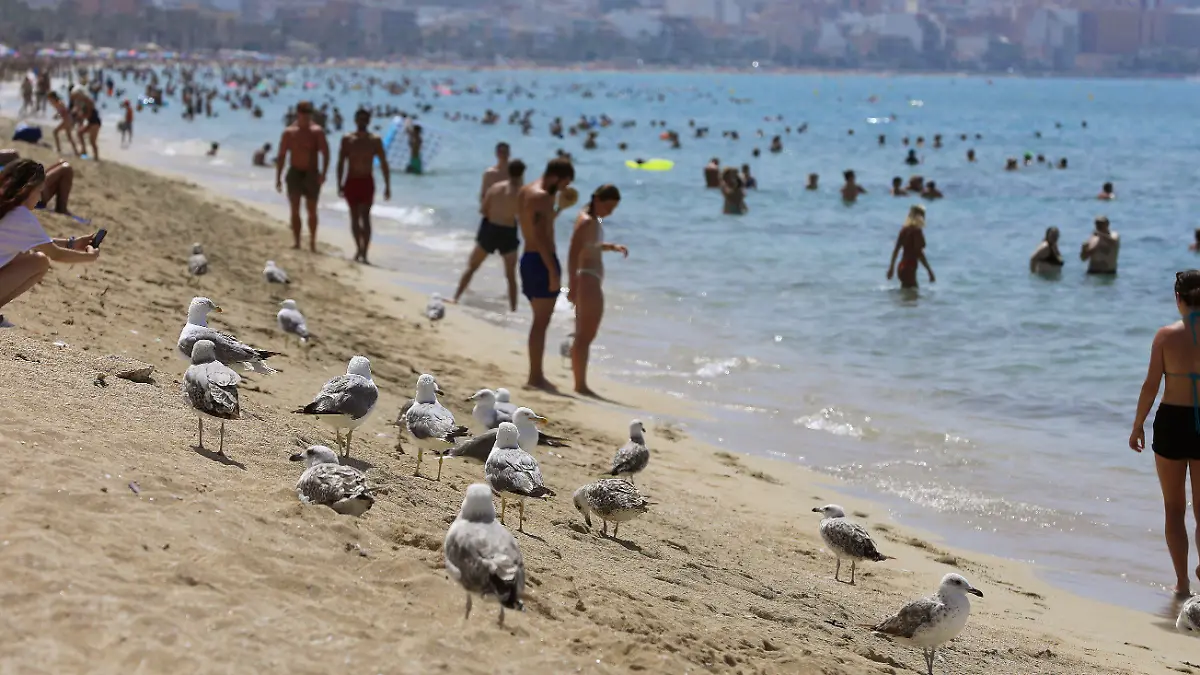 18.07.2023, Spanien, Palma de Mallorca: Möwen stehen am Ufer während sich Menschen bei heißen Temperaturen am Strand von Arenal abkühlen. Für den Norden und Osten der spanischen Mittelmeer-Insel Mallorca kündigte der nationale Wetterdienst Aemet Höchsttemperaturen von mindestens 43 Grad an. Der Höhepunkt der dritten Hitzewelle des Sommers in Spanien bringt Einheimische und Touristen im beliebten Urlaubsland ins Schwitzen. Foto: Clara Margais/dpa +++ dpa-Bildfunk +++