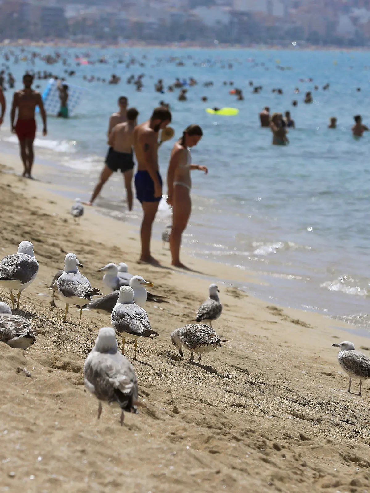 18.07.2023, Spanien, Palma de Mallorca: Möwen stehen am Ufer während sich Menschen bei heißen Temperaturen am Strand von Arenal abkühlen. Für den Norden und Osten der spanischen Mittelmeer-Insel Mallorca kündigte der nationale Wetterdienst Aemet Höchsttemperaturen von mindestens 43 Grad an. Der Höhepunkt der dritten Hitzewelle des Sommers in Spanien bringt Einheimische und Touristen im beliebten Urlaubsland ins Schwitzen. Foto: Clara Margais/dpa +++ dpa-Bildfunk +++