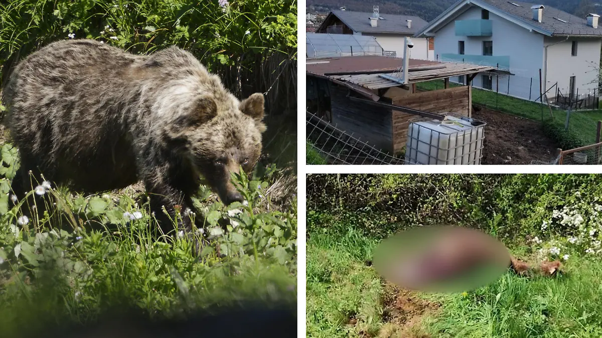Angriff in Italien: Im Bezirk Sopramonte (Trient) hat ein Bär einen Esel gerissen.