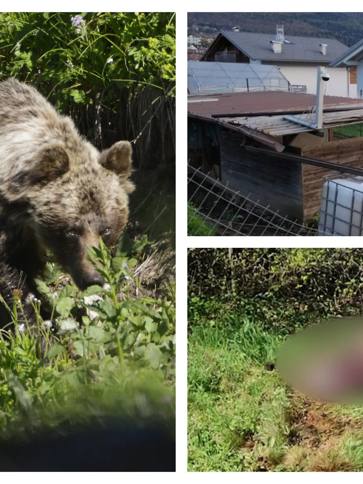 Angriff in Italien: Im Bezirk Sopramonte (Trient) hat ein Bär einen Esel gerissen.
