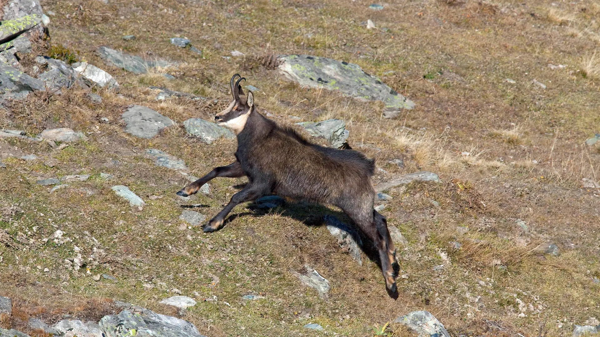 ITA, 2009: Rennende Gaemse, Gemse (Rupicapra rupicapra) im Nationalpark Gran Paradiso, Italien. [en] Alpine Chamois (Rupicapra rupicapra). Running adult at Gran Paradiso National Park, Italy. | ITA, 2009: Alpine Chamois (Rupicapra rupicapra). Running adult at Gran Paradiso National Park, Italy.