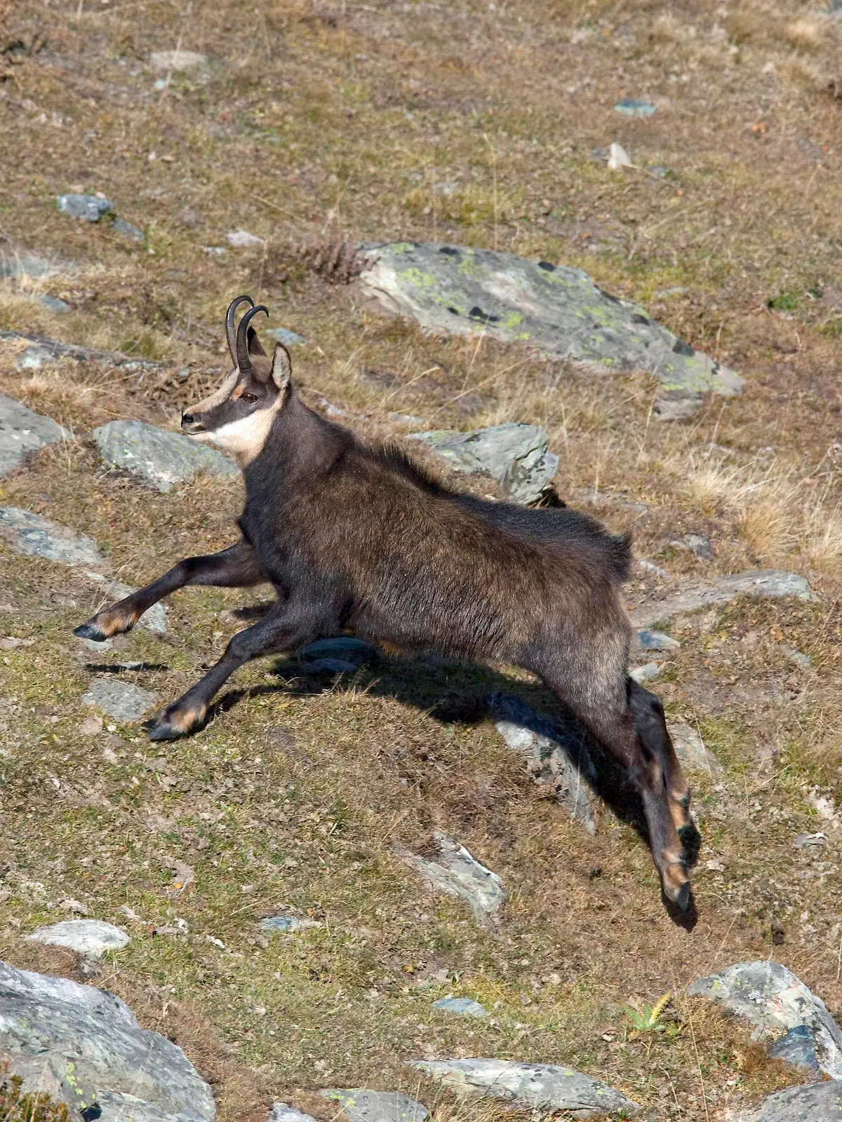 ITA, 2009: Rennende Gaemse, Gemse (Rupicapra rupicapra) im Nationalpark Gran Paradiso, Italien. [en] Alpine Chamois (Rupicapra rupicapra). Running adult at Gran Paradiso National Park, Italy. | ITA, 2009: Alpine Chamois (Rupicapra rupicapra). Running adult at Gran Paradiso National Park, Italy.