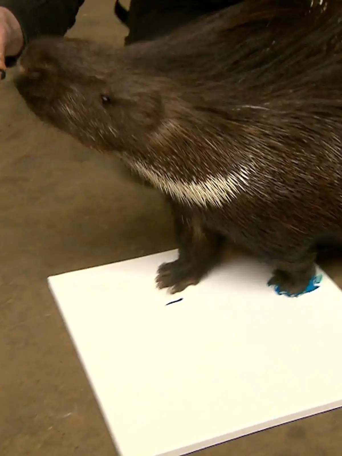 Bild zu: "Tierische Kunst aus dem Zoo"
