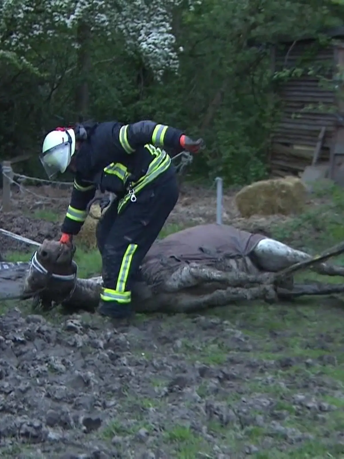 Aus dieser Situation konnte sich das Pferd selber nicht mehr befreien. Als sein Besitzer bemerkt, dass es auf die Seite in den Schlamm gefallen war, musste die Feuerwehr anrücken, um das arme Tier zu retten. Auch eine Tierärztin war vor Ort, die das Pferd ruhiggestellt hat, damit die Einsatzkräfte es ausgraben und schließlich befreien konnten.