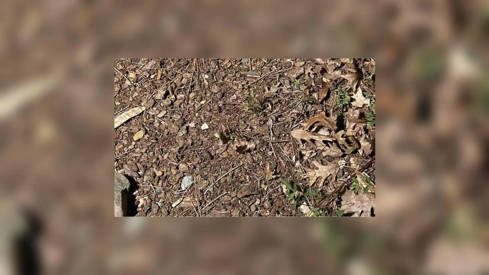 Kröte gesucht! Könnt ihr sie finden?