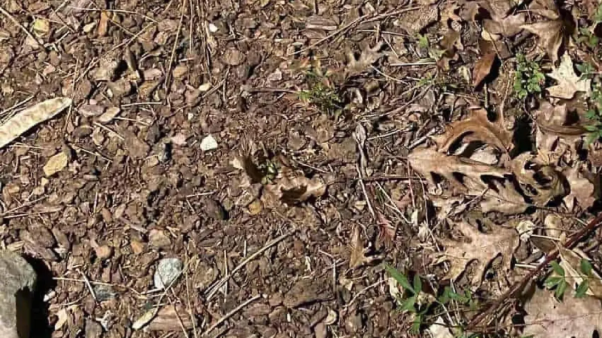 Suchbild