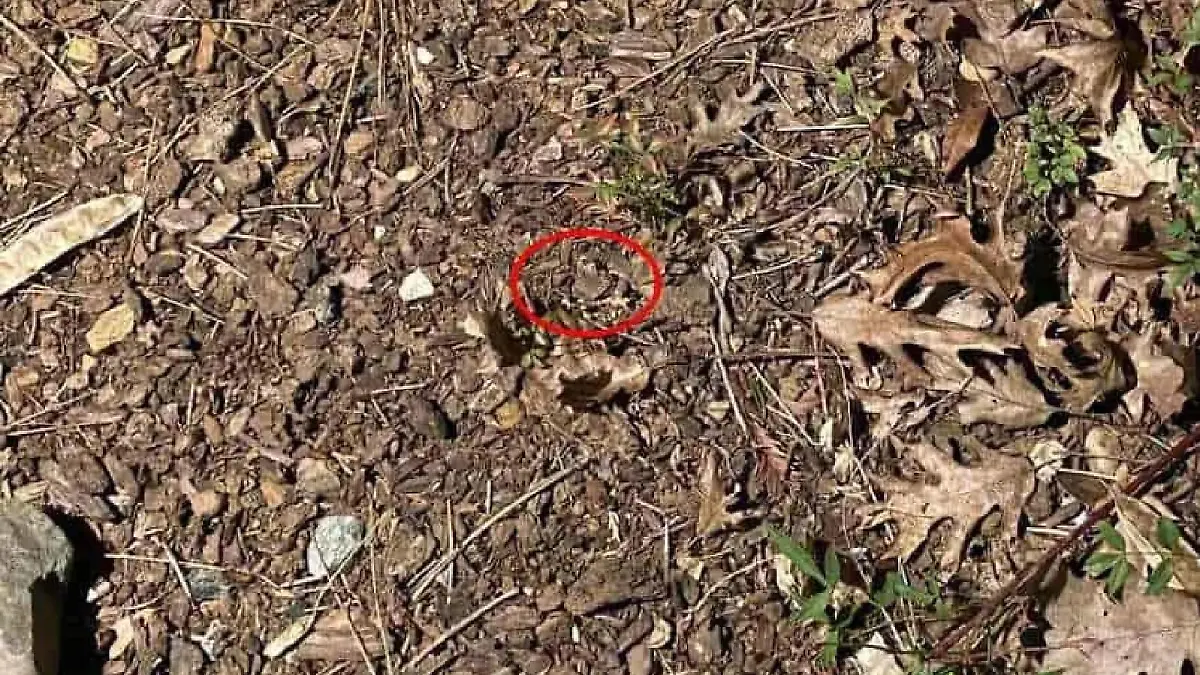 Suchbild Auflösung