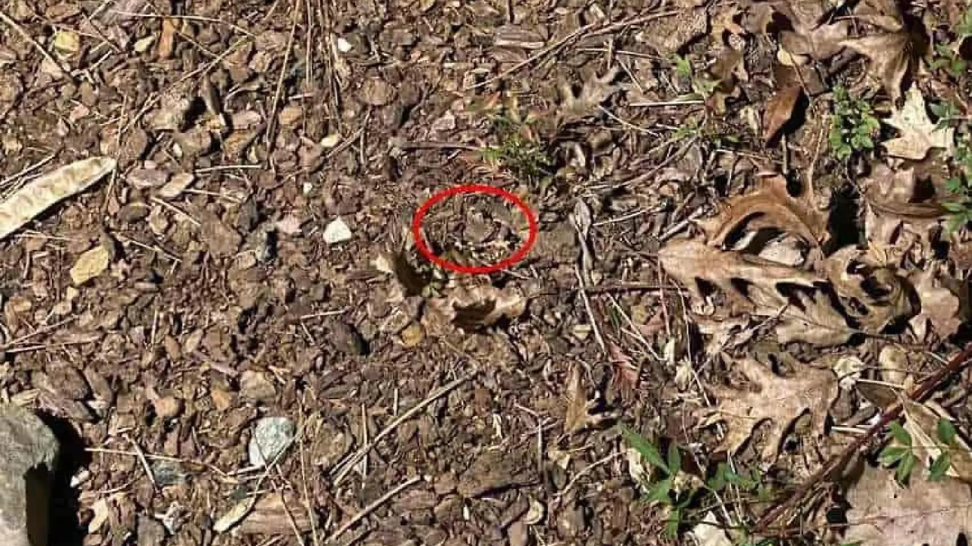Suchbild Auflösung
