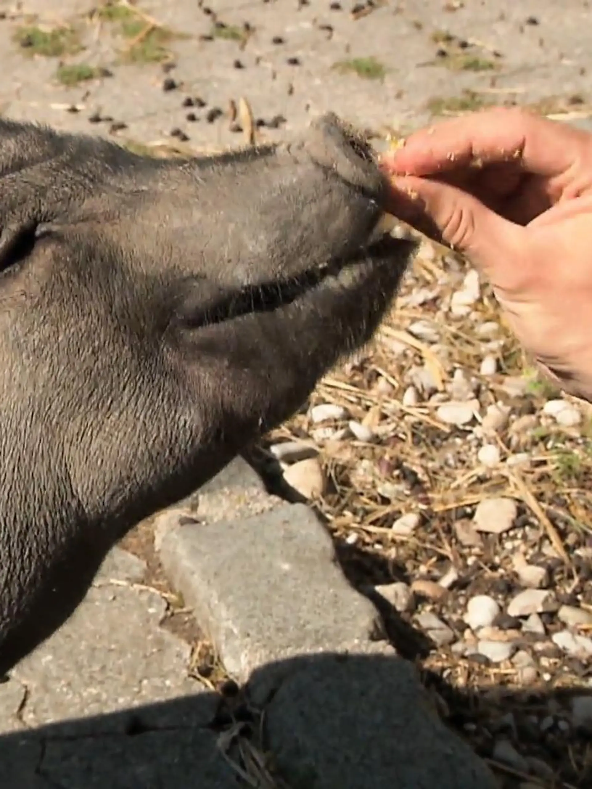 Bild zu: "Schwein Tofu braucht jetzt Schwein!"