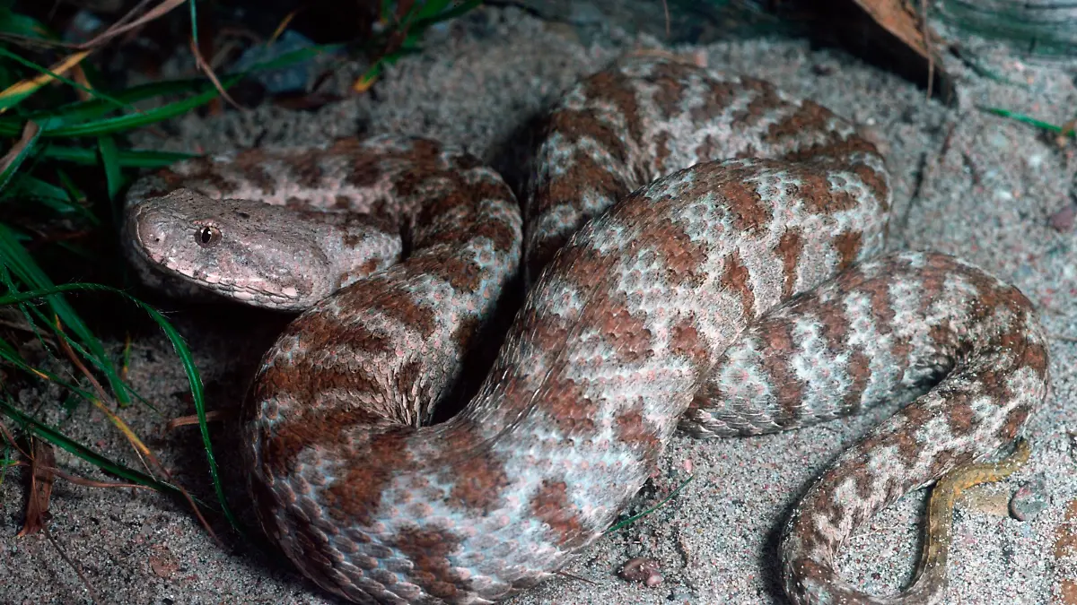 Levanteotter / (Vipera lebetina obtusa)