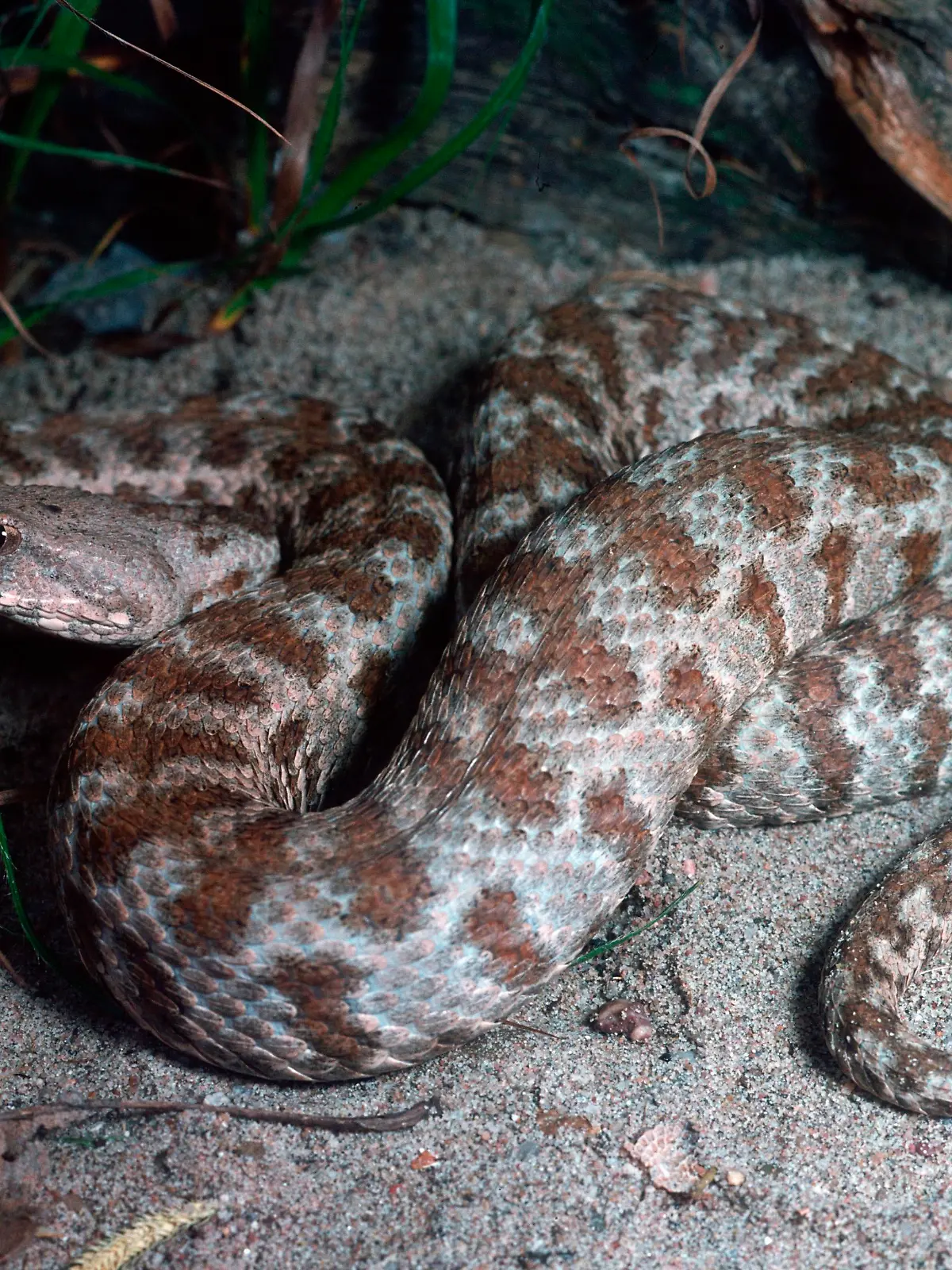 Levanteotter / (Vipera lebetina obtusa)