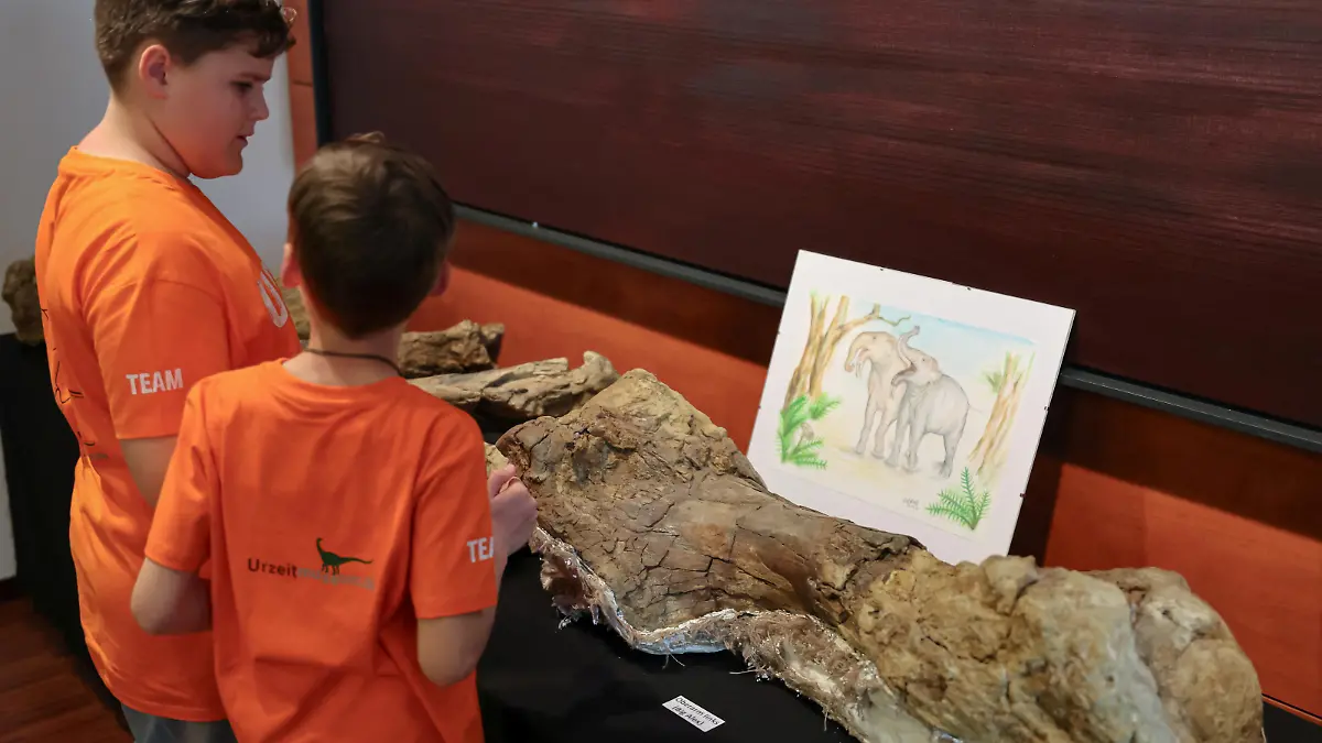 Original fossils are presented after voluntary museum director of the Prehistoric Museum, head of the excavation Peter C. Kapustin and his sons Alexander (10) and Constantin (9) discovered a ten-million-year-old elephant cemetery in the district of Erding, in Taufkirchen near Munich, Germany, April 15, 2024. REUTERS/Leonhard Simon