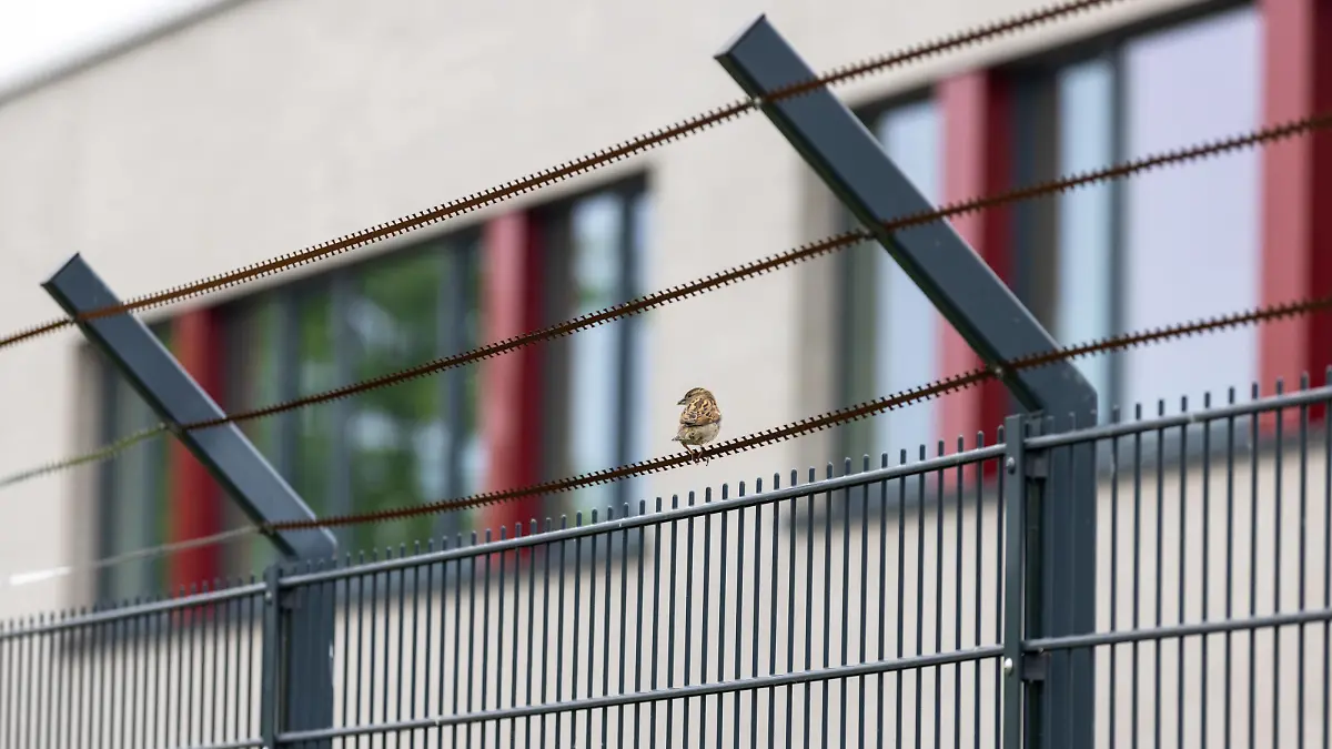 16.05.2023, Deutschland, ein Spatz sitzt auf einem Drahtzaun eines gesicherten Gebäudes *** 16 05 2023, Germany, a sparrow sits on a wire fence of a secured building