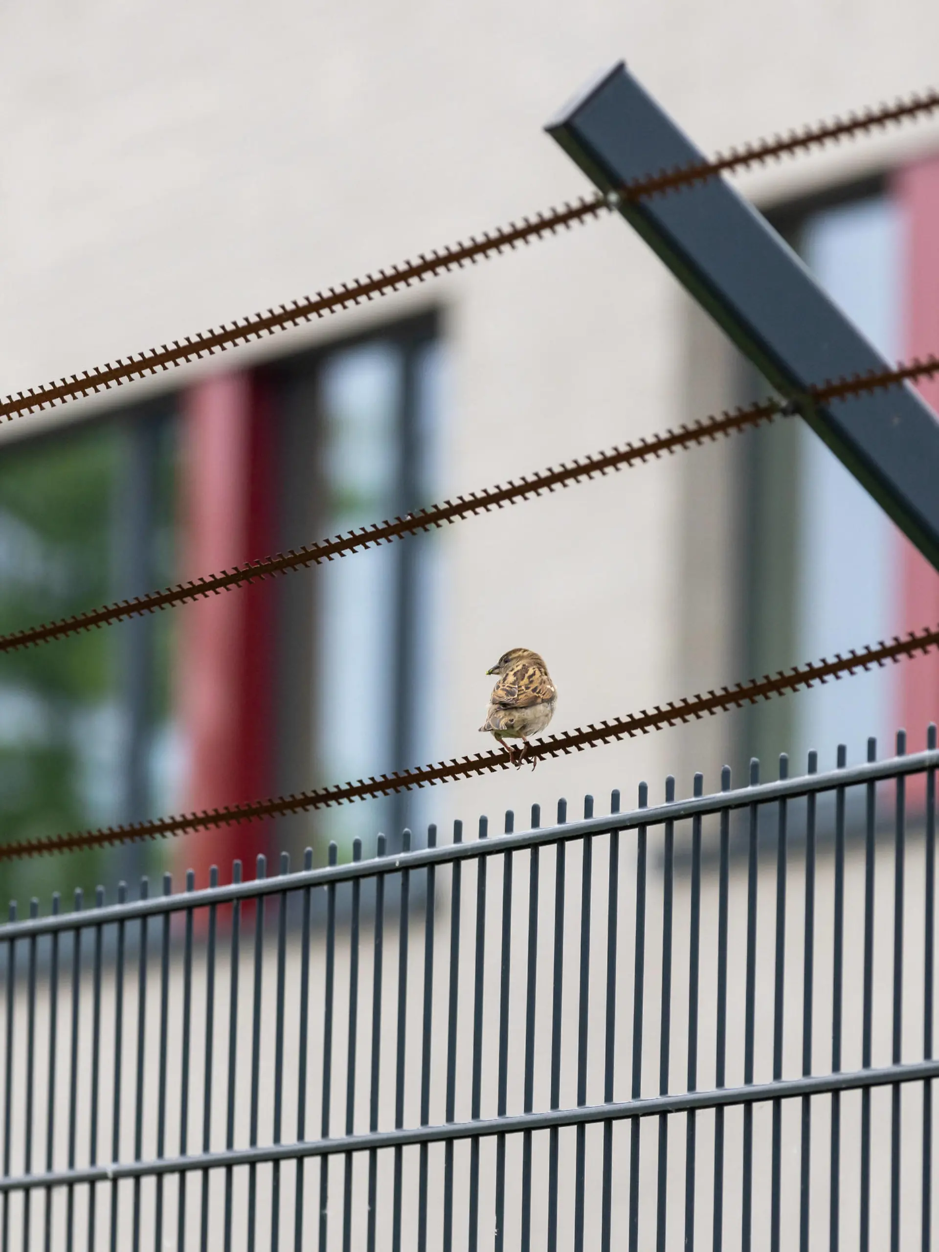 16.05.2023, Deutschland, ein Spatz sitzt auf einem Drahtzaun eines gesicherten Gebäudes *** 16 05 2023, Germany, a sparrow sits on a wire fence of a secured building