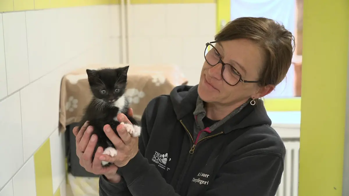 Eine Frau hält ein Katzenbaby in der Hand