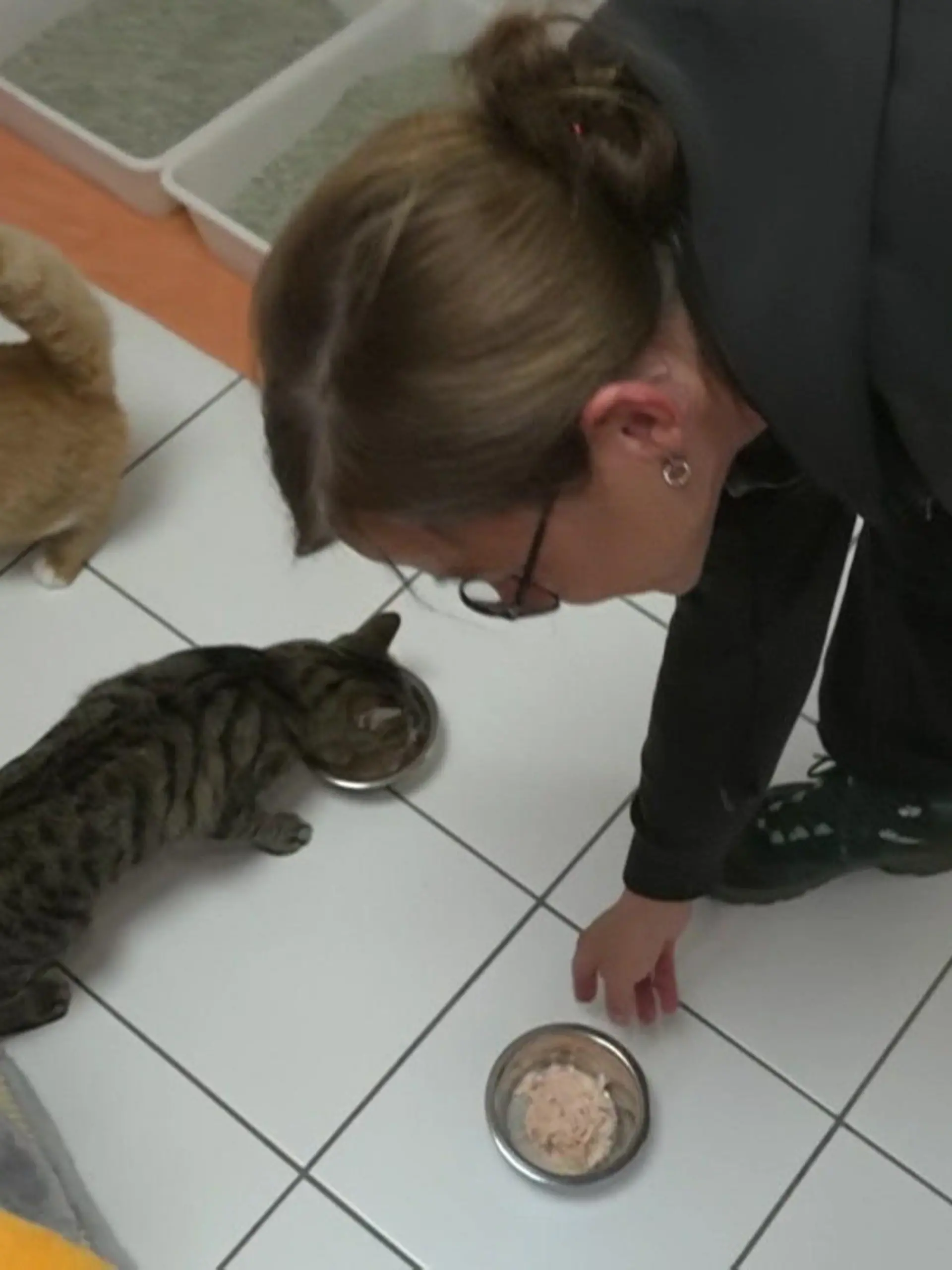 Der Deutsche Tierschutzbund blickt mit Sorge auf die kommenden Monate: Denn Katzen sehen zwar niedlich aus, es werde aber bald zu viele von ihnen geben. Schuld daran sind vor allem nicht kastrierte Freigängerkatzen, die sich unkontrolliert fortpflanzen. Viele Tierheime sind jetzt schon am Limit. Wie der Tierschutzbund dagegen vorgehen will.