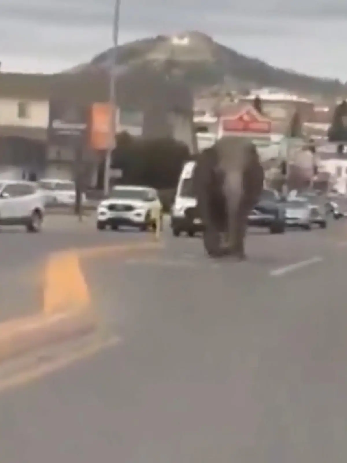 … und plötzlich läuft ein Elefant über die Straße. Die Bewohner von Butte trauten am Dienstag ihren Augen kaum. Ein Elefant streifte durch die 35.000-Einwohner-Stadt im US-Bundesstaat Montana. Passanten filmten den ungewöhnlichen Spaziergang.