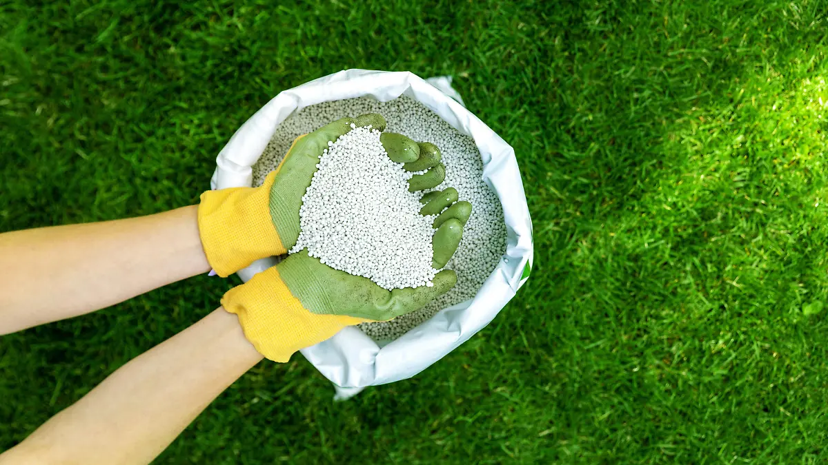 feeding lawn with granular fertilizer for perfect green grass