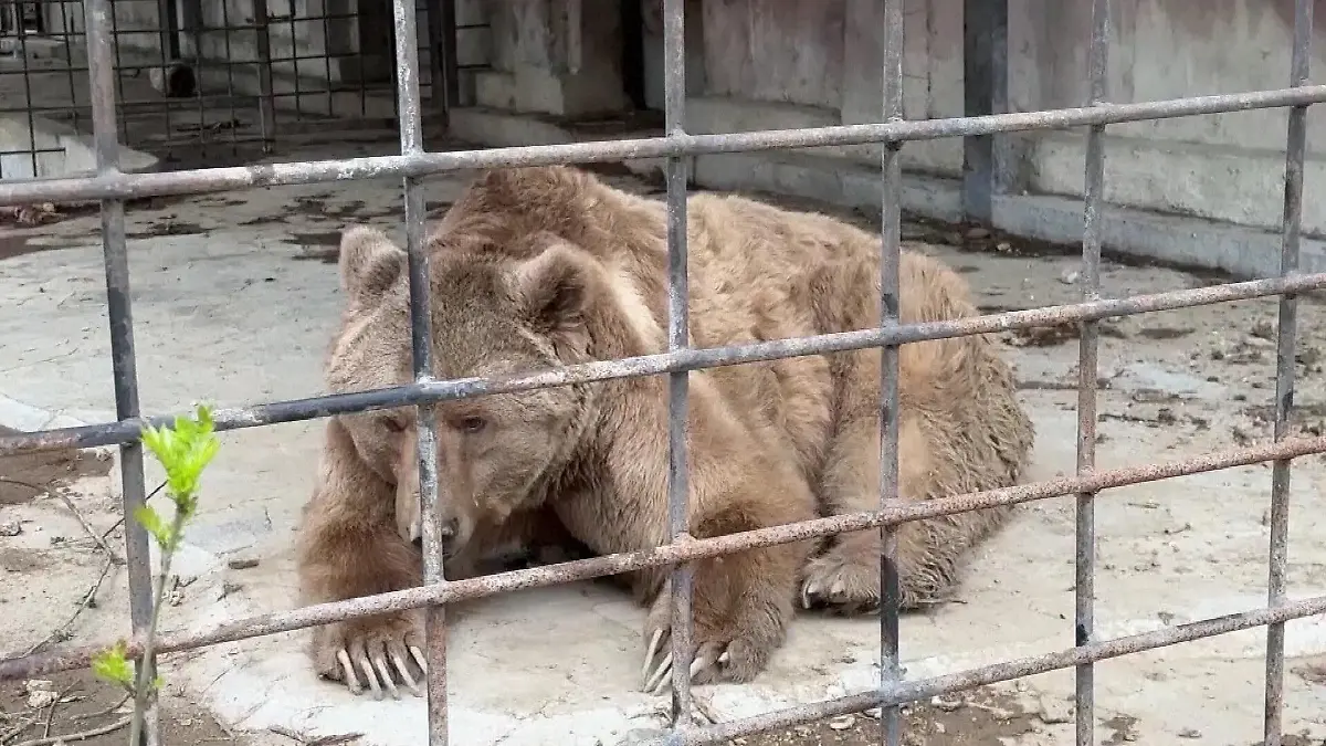 Feuer Zoo Krim