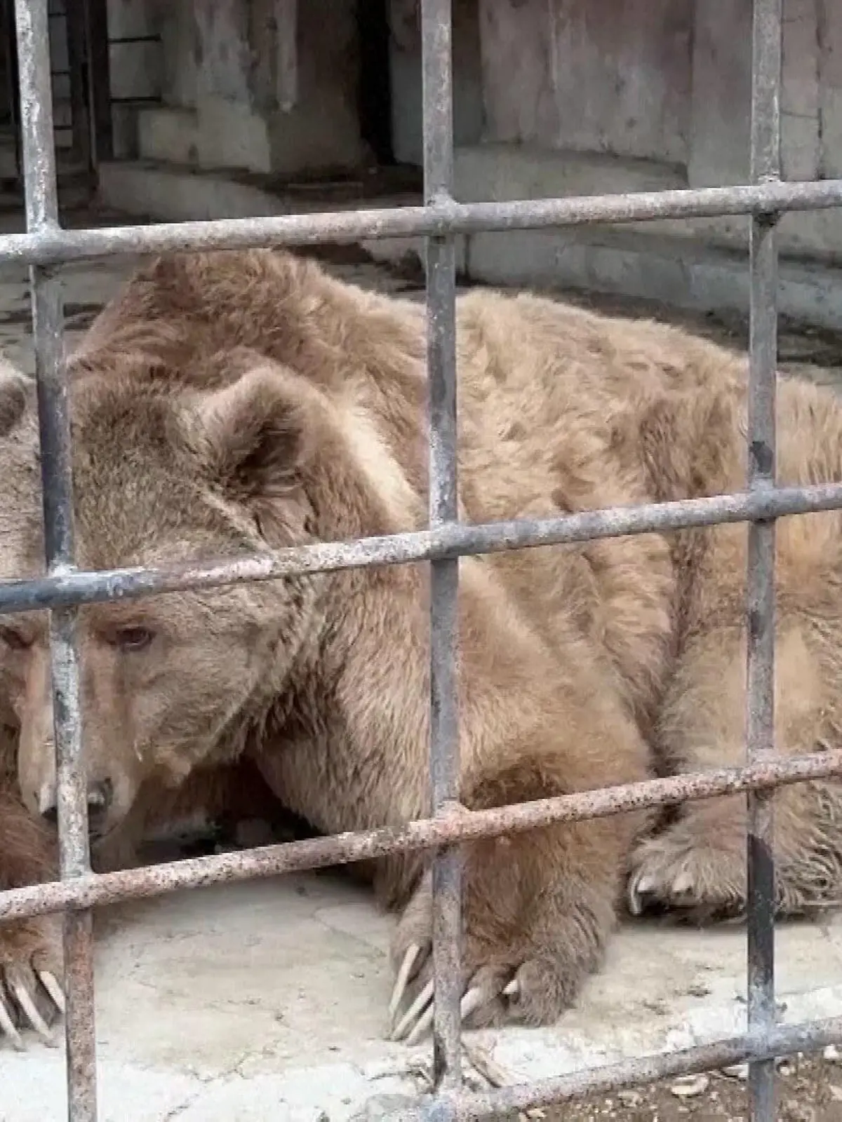 Feuer Zoo Krim