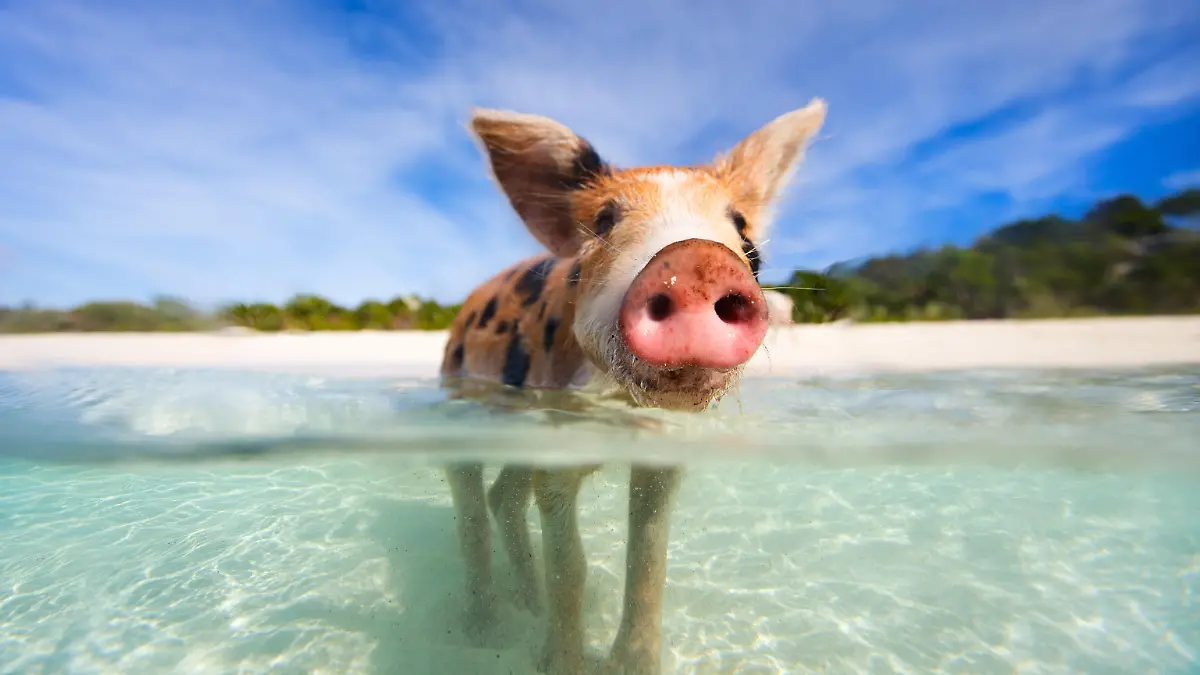 Little piglet in a water at beach on Exuma Bahamas