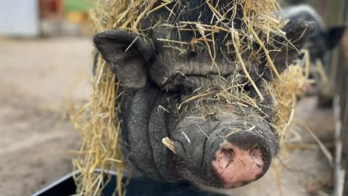 Hängebauchschwein Piggeldy im Stroh