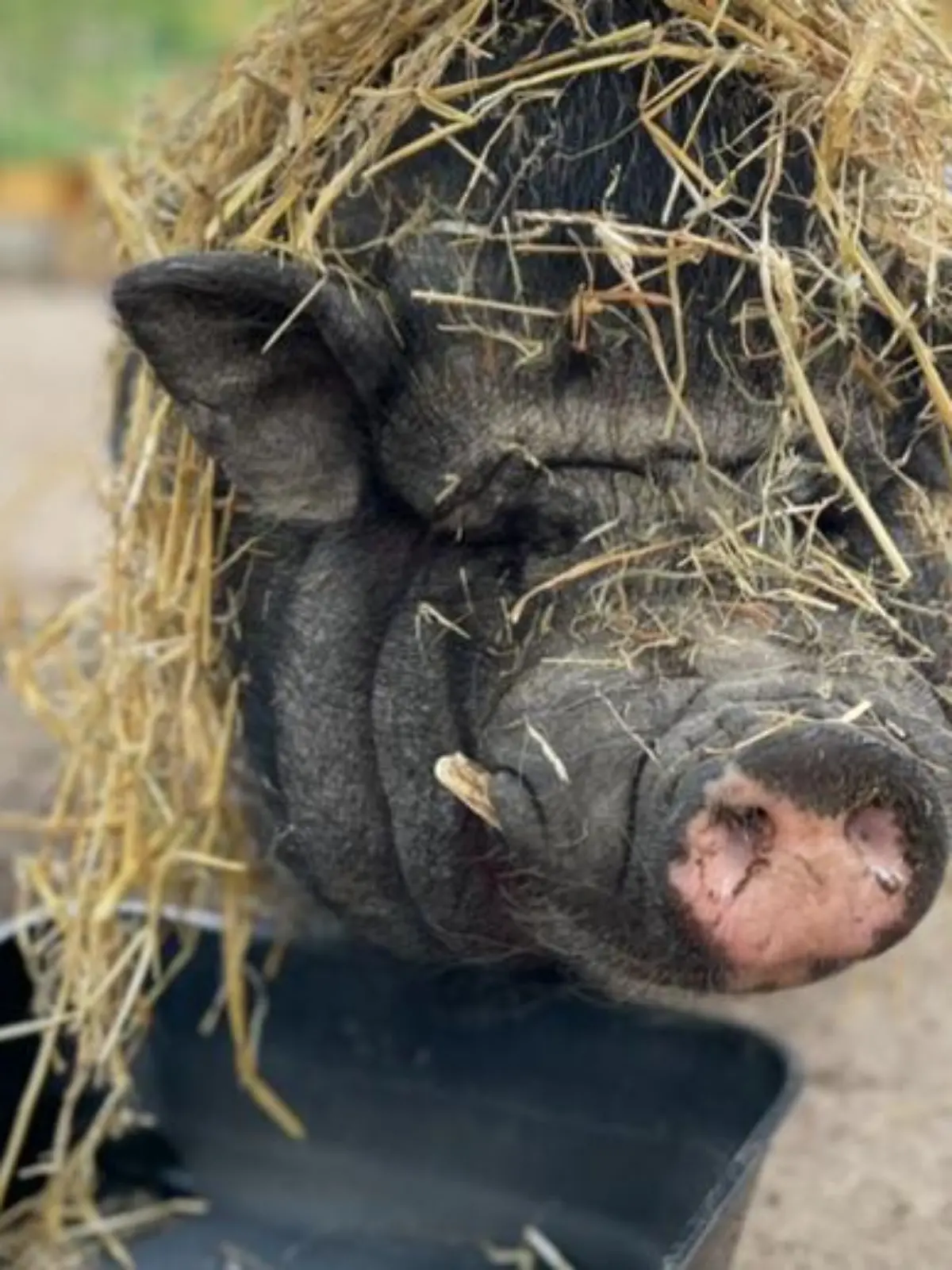 Hängebauchschwein Piggeldy im Stroh