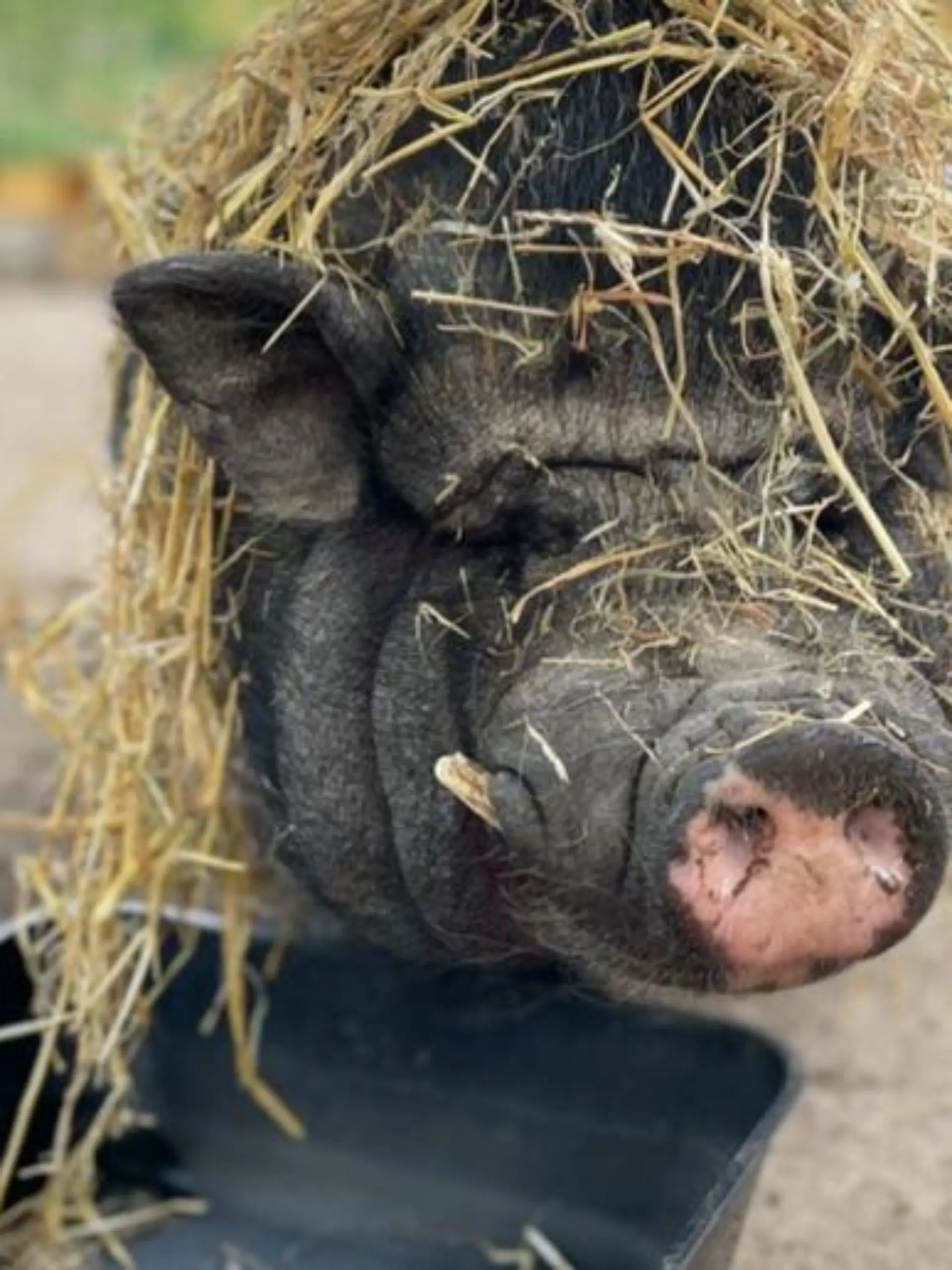 Hängebauchschwein Piggeldy im Stroh