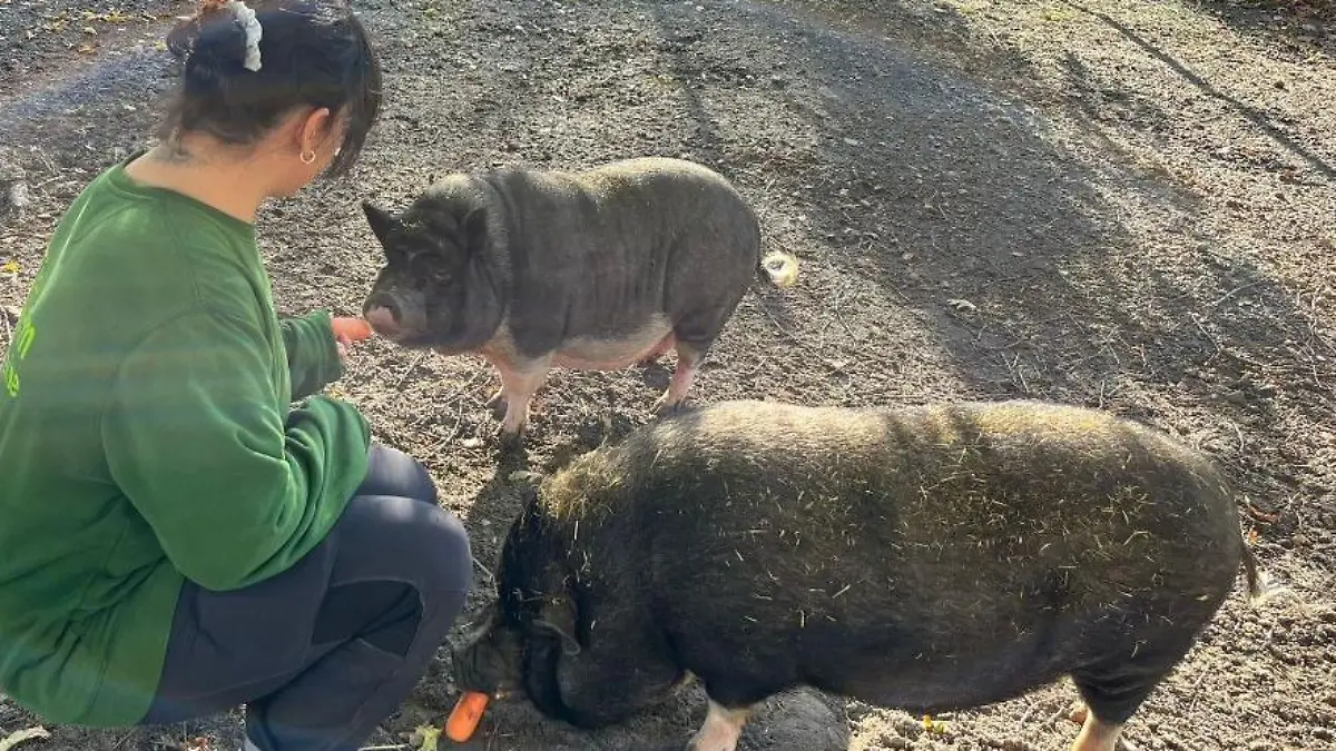 Hängebauchschweine beim Essen