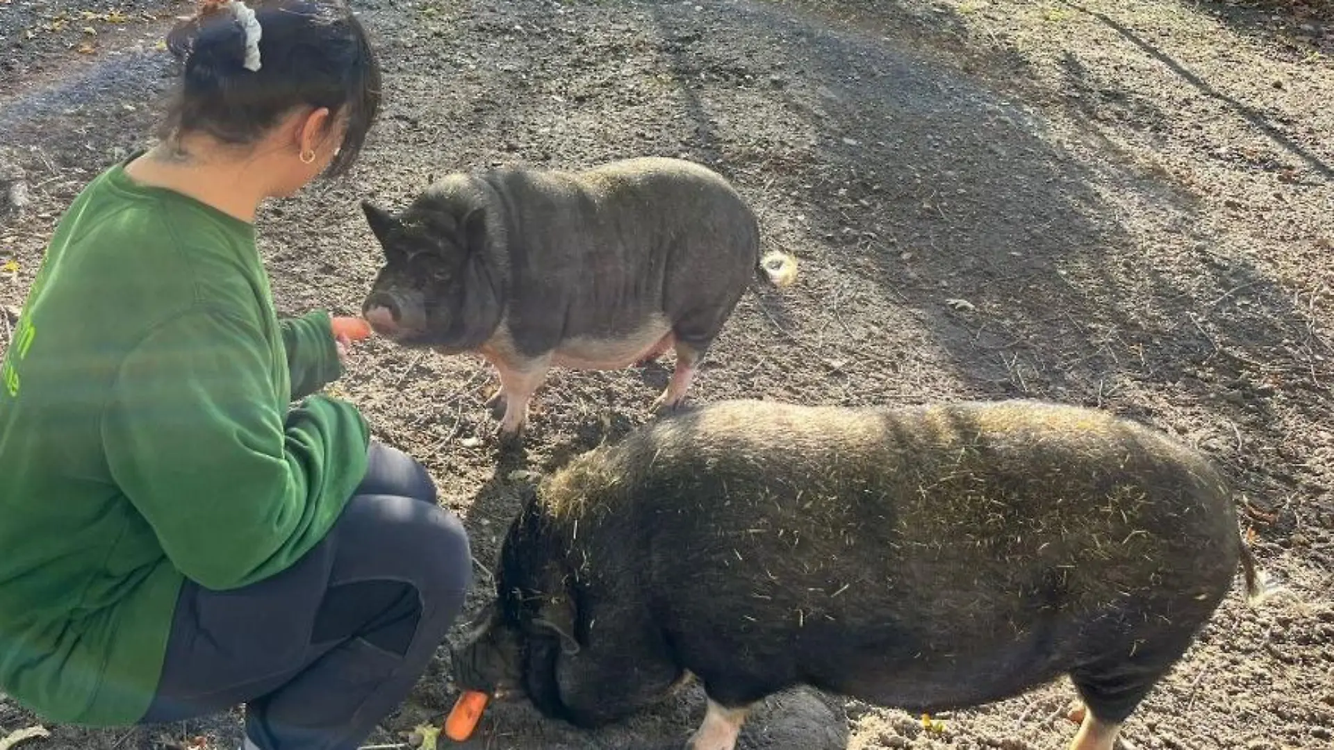Hängebauchschweine beim Essen