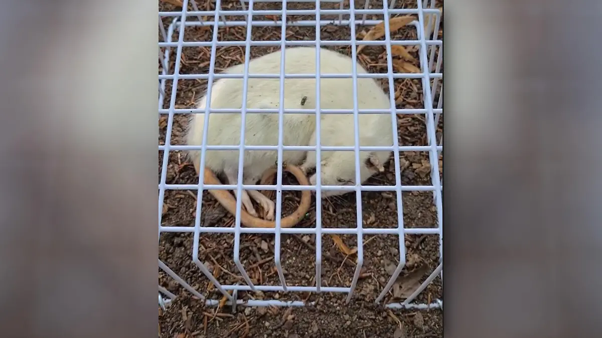 Ratten-Experiment im Botanischen Garten in Leipzig