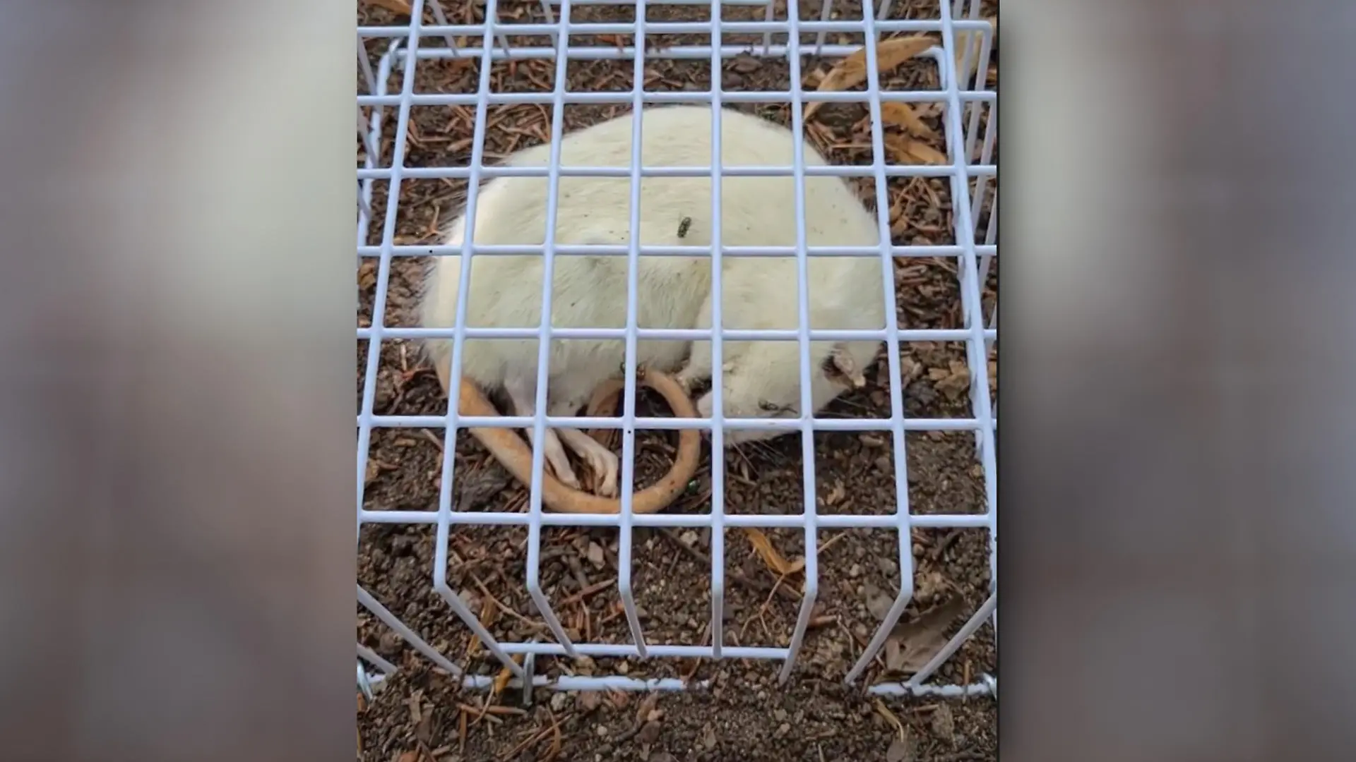 Ratten-Experiment im Botanischen Garten in Leipzig