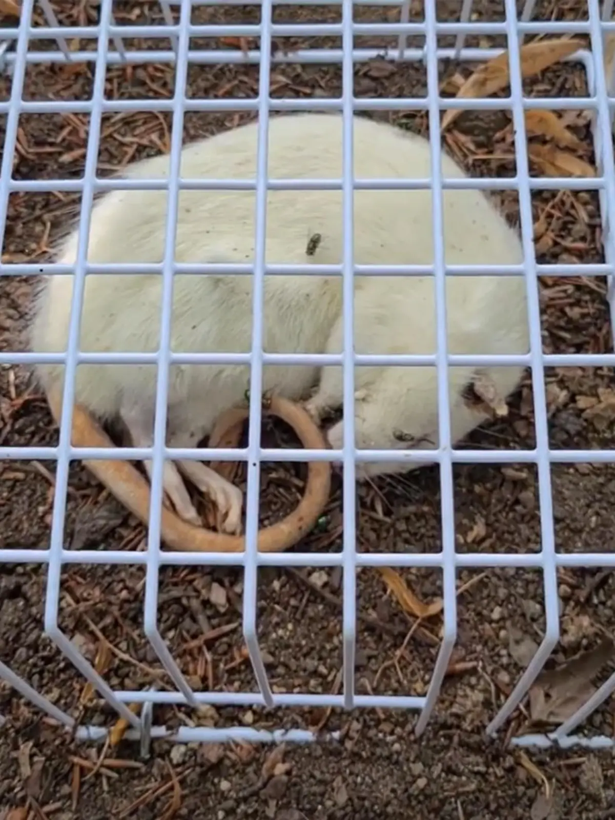 Ratten-Experiment im Botanischen Garten in Leipzig