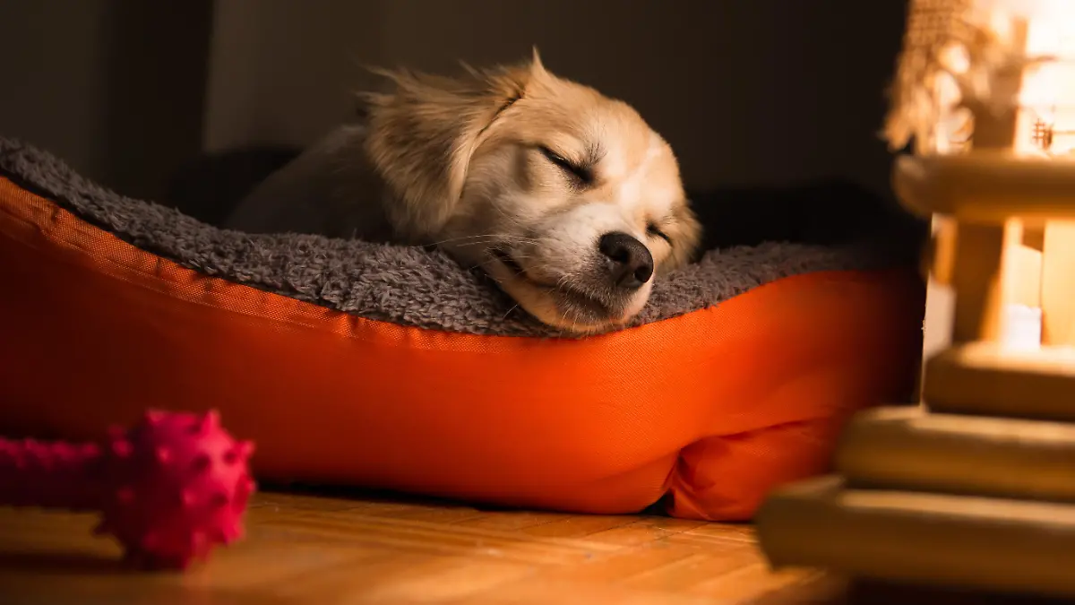 Welpe schläft im Hundebett