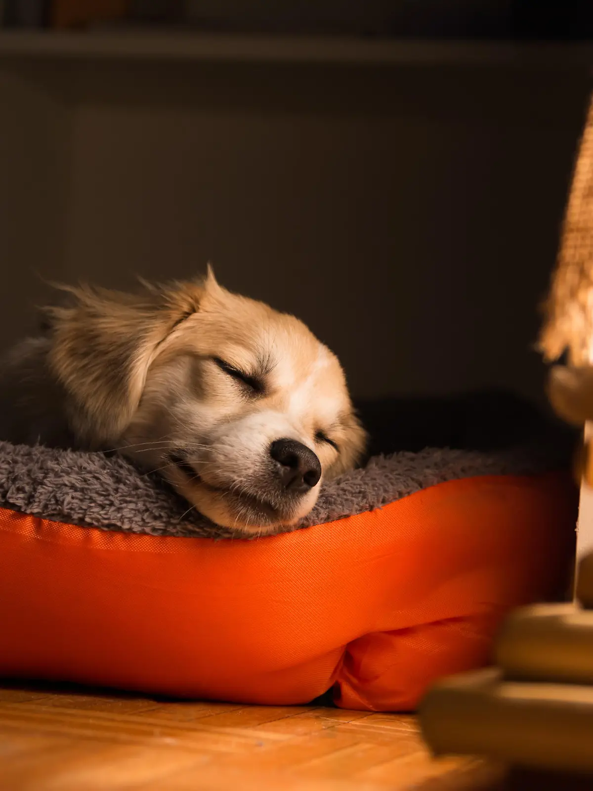 Welpe schläft im Hundebett