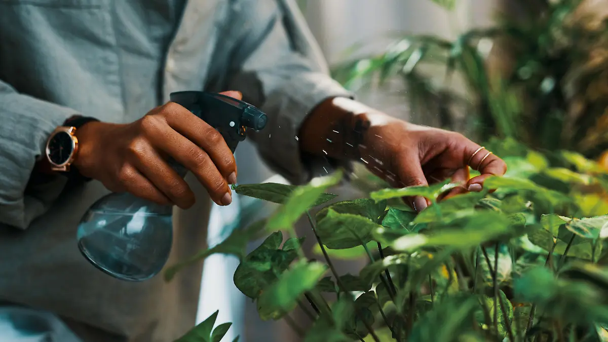 Cropped shot of an unrecognizable woman watering her plants at home