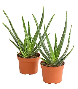 Aloe vera Pflanze