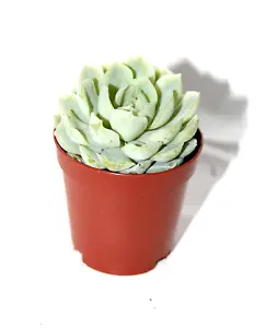 Echeveria "Mexican Snowball" im Topf