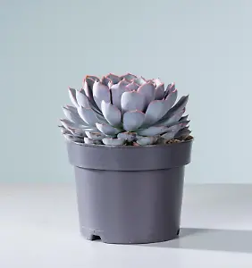 Echeverie "Orion"