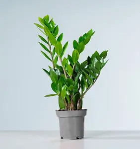 Glücksfeder "Zamiifolia" Pflanze