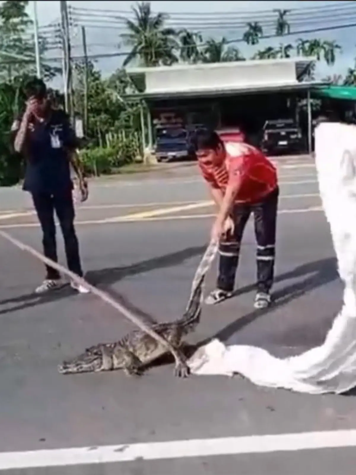 Hier ist ein ausgewachsenes, 10 KG schweres Krokodil ausgebüxt. Nach einer Überschwemmung war das Tier von einem Bauernhof entlaufen und verirrte sich auf die Straßen Thailands