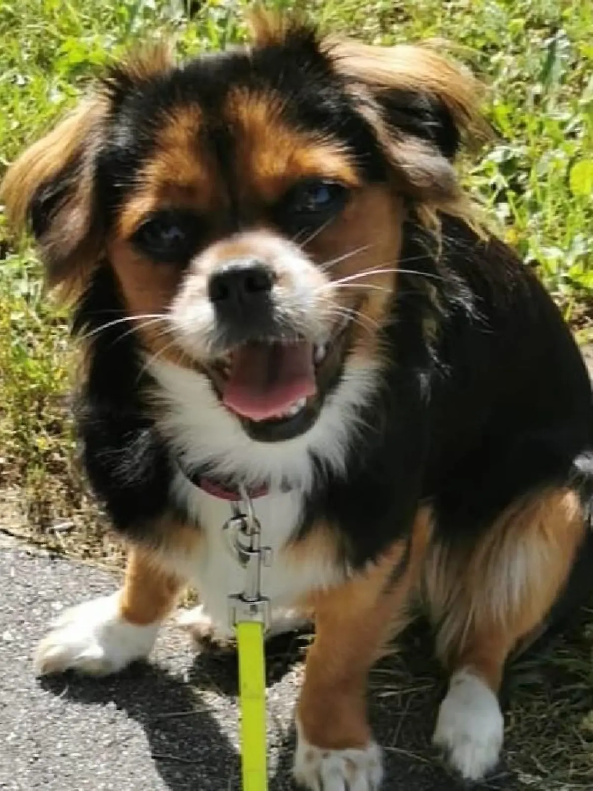 Die kleine Lotti wird nur 16 Monate alt und hat eigentlich noch ihr ganzes Leben vor sich.